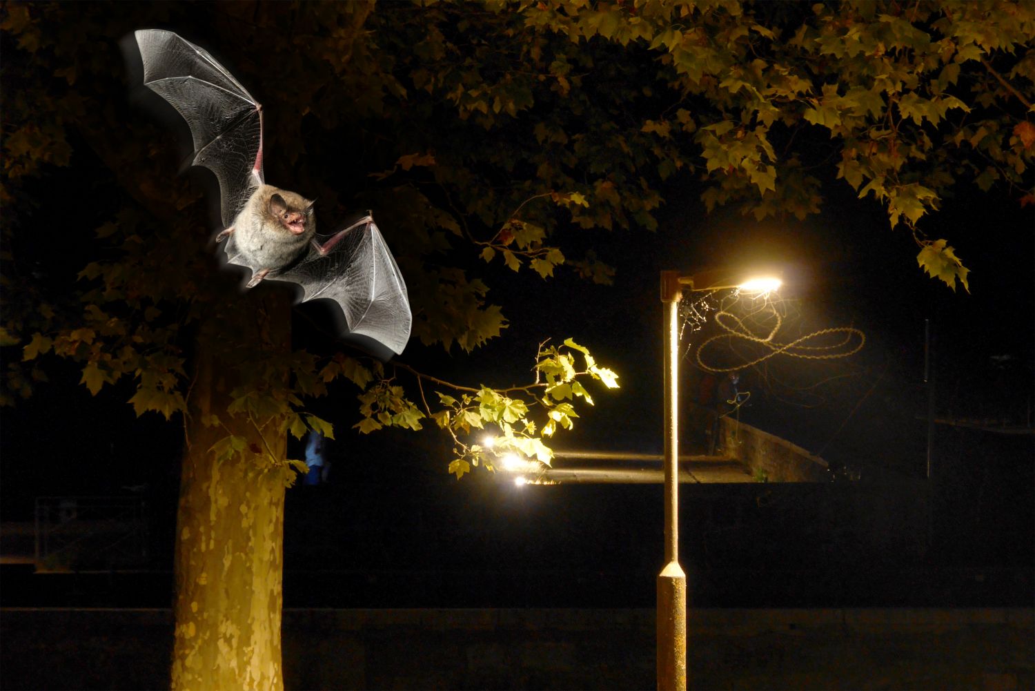Illustration de l'événement La nuit des chauves-souris