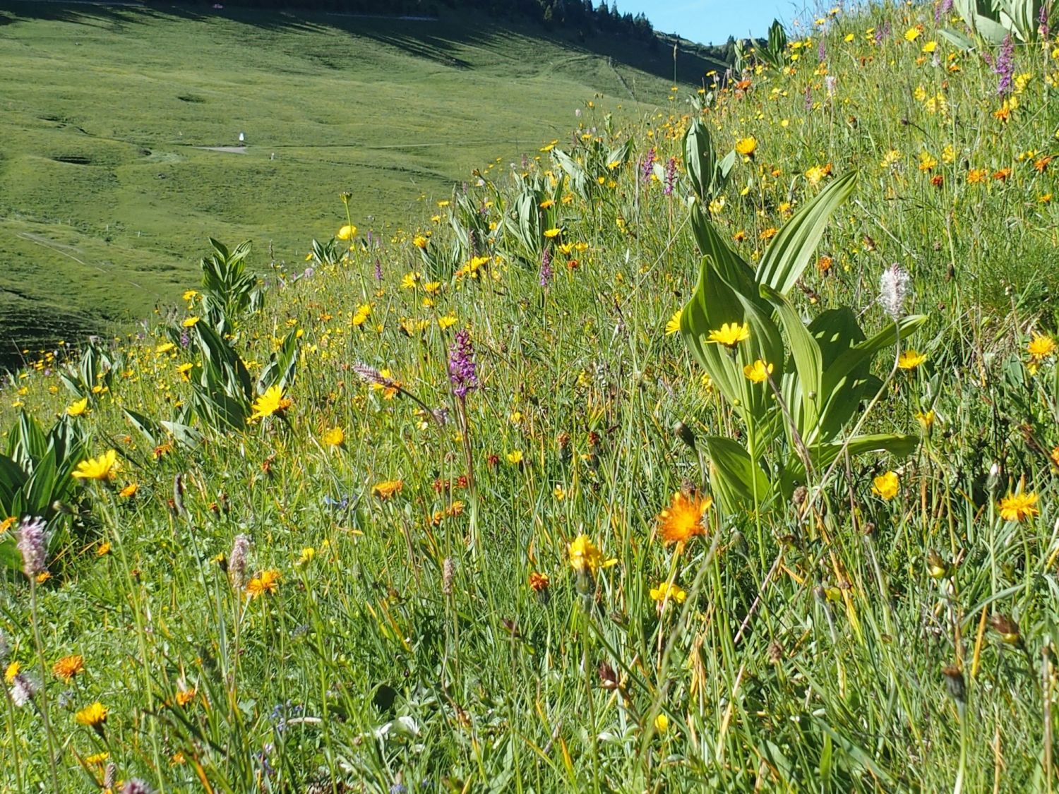 Illustration de l'événement Fête de la Nature: Découverte des plantes médicinales