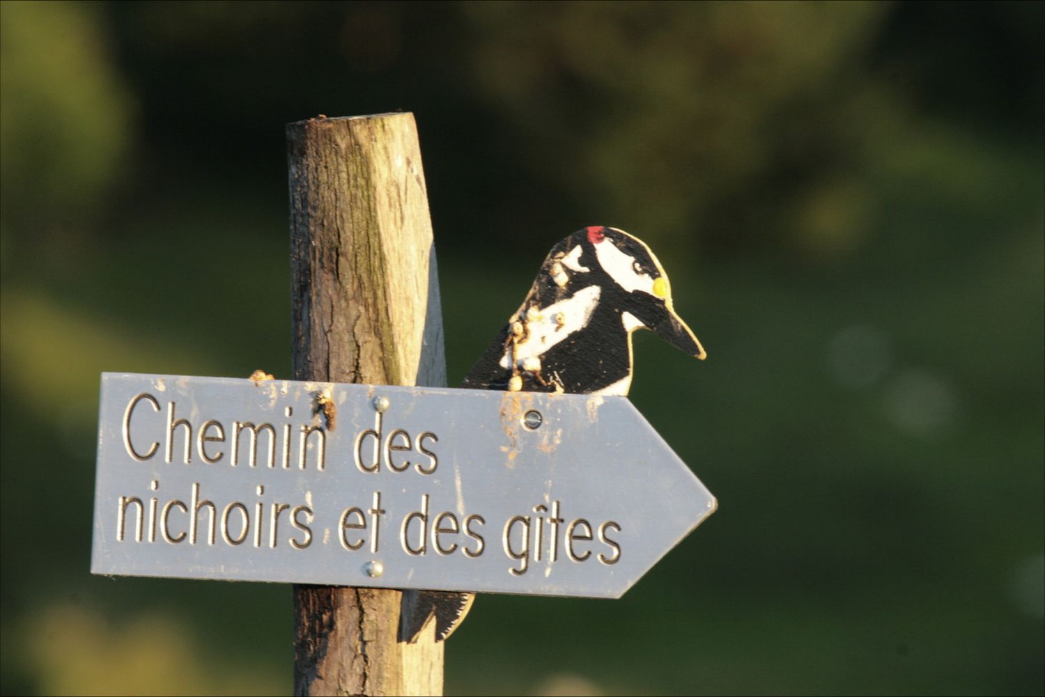 Illustration de l'événement Fête de la nature : Le Tschaïbez au son des oiseaux